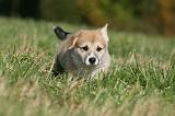 CORGI PEMBROKE 1066